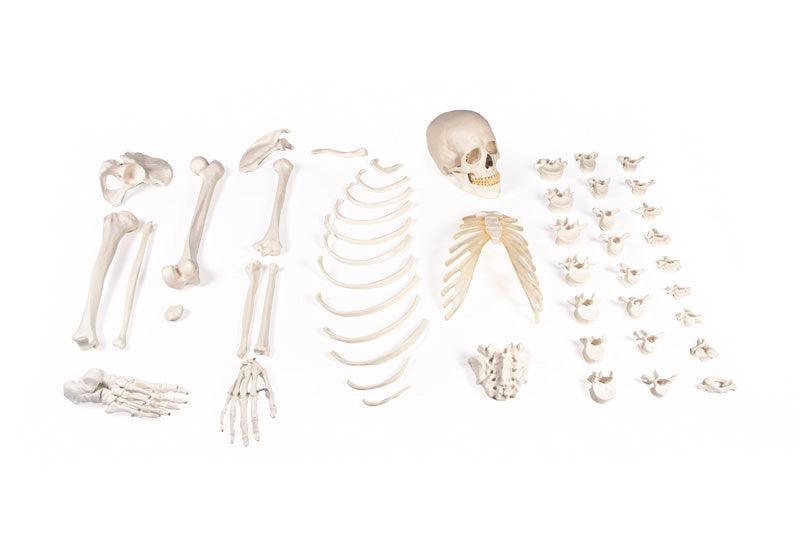 Halbskelett, unmontiert (Knochensammlung), 3024 - Notemed Medizintechnik
