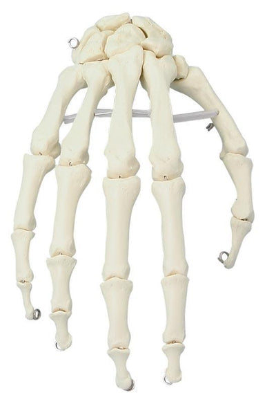Handskelett, 6001 - Notemed Medizintechnik
