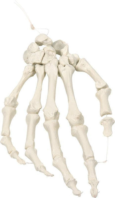 Handskelett auf Nylon, 6004 - Notemed Medizintechnik