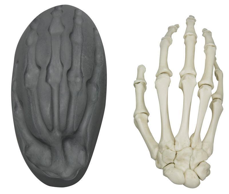 Magnetische menschliche Hand, rechts, 6005 - Notemed Medizintechnik