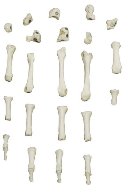 Magnetische menschliche Hand, rechts, 6005 - Notemed Medizintechnik