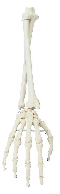 Hand mit Unterarm, 6008 - Notemed Medizintechnik