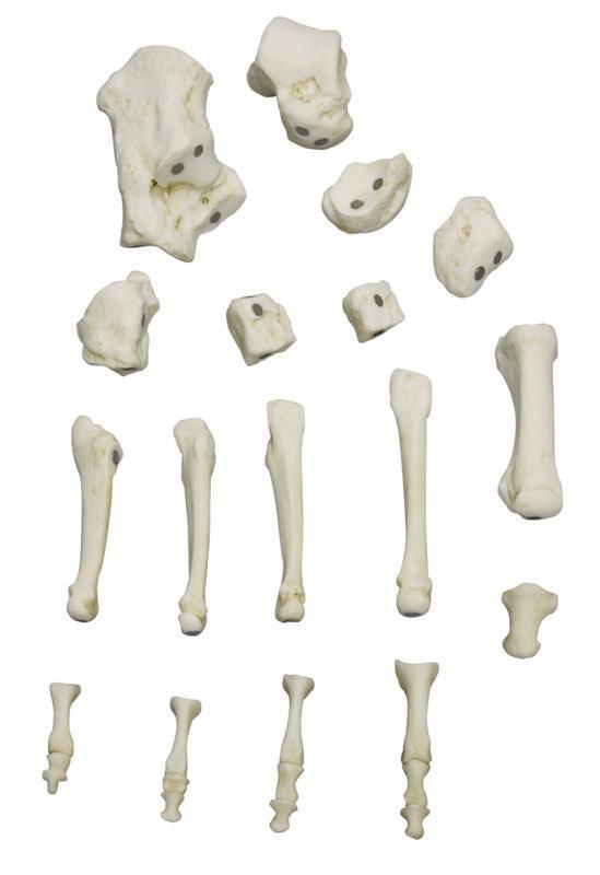 Magnetischer menschlicher Fuß, rechts, 6009 - Notemed Medizintechnik
