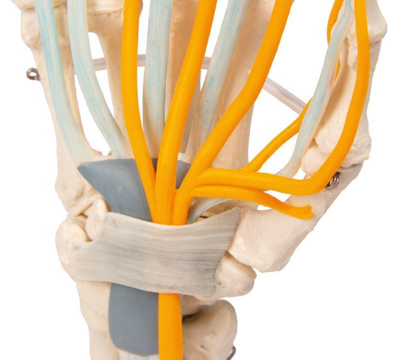 Hand mit Sehnen, Nerven und Karpaltunnel, 6011 - Notemed Medizintechnik