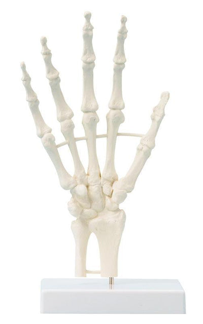 Handskelett, 6040 - Notemed Medizintechnik