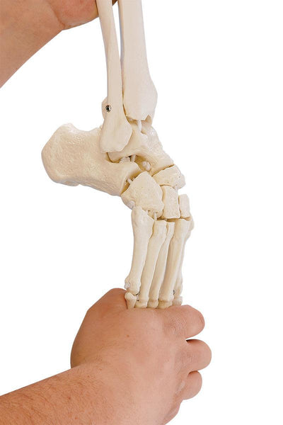 Beinskelett mit Beckenhälfte und flexiblem Fuß, 6069 - Notemed Medizintechnik