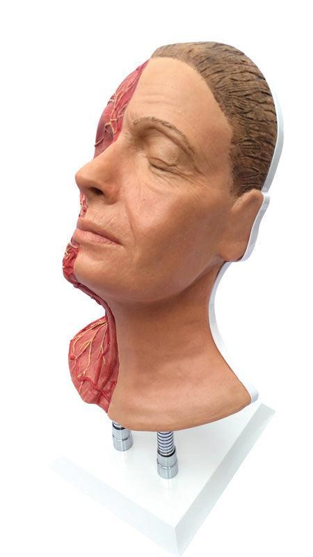 Kopf für Gesichtsinjektionen mit Muskeln, Arterien und Nerven, 8210 - Notemed Medizintechnik