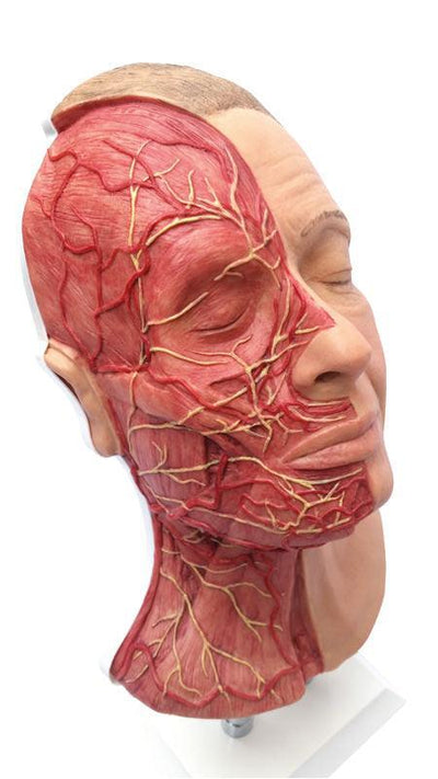 Kopf für Gesichtsinjektionen mit Muskeln, Arterien und Nerven, 8210 - Notemed Medizintechnik