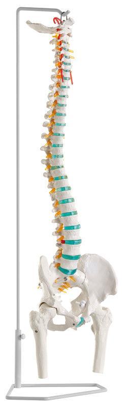 Flexible Wirbelsäule mit Oberschenkelstümpfen, A251 - Notemed Medizintechnik