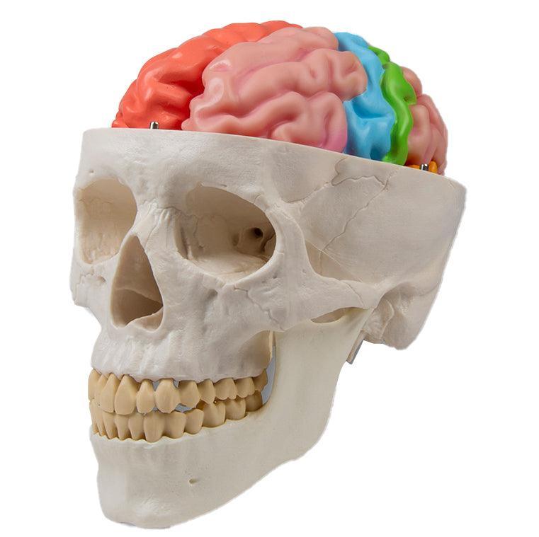 Gehirnmodell funktionell/regional, lebensgroß, 5-teilig - EZ Augmented Anatomy, C922 - Notemed Medizintechnik