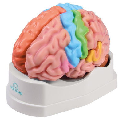 Gehirnmodell funktionell/regional, lebensgroß, 5-teilig - EZ Augmented Anatomy, C922 - Notemed Medizintechnik