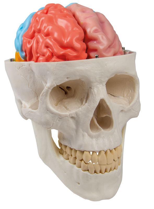 Gehirnmodell funktionell/regional, lebensgroß, 5-teilig - EZ Augmented Anatomy, C922 - Notemed Medizintechnik