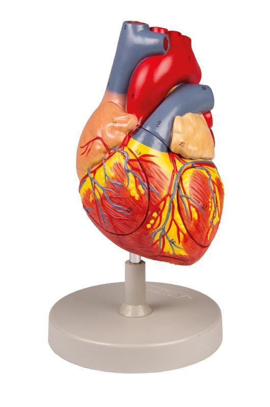 Herzmodell, 2-fache Lebensgröße, 4 Teile, G112 - Notemed Medizintechnik