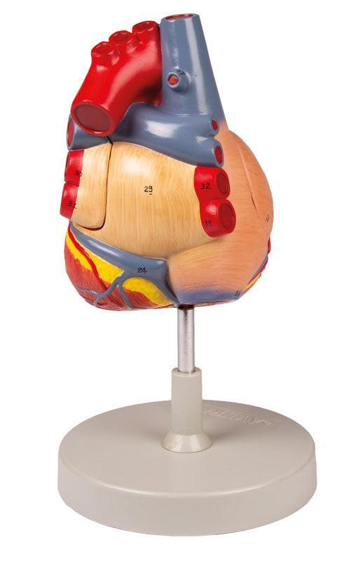 Herzmodell, 2-fache Lebensgröße, 4 Teile, G112 - Notemed Medizintechnik