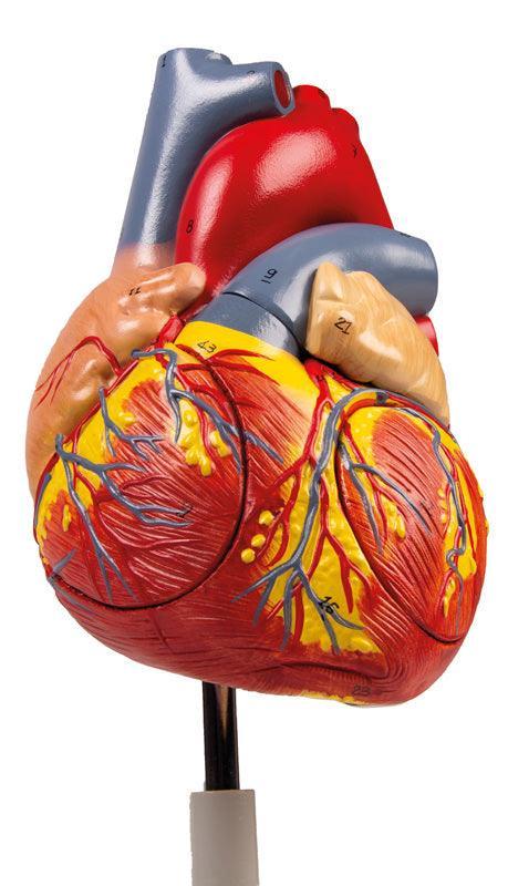 Herzmodell, 2-fache Lebensgröße, 4 Teile, G112 - Notemed Medizintechnik