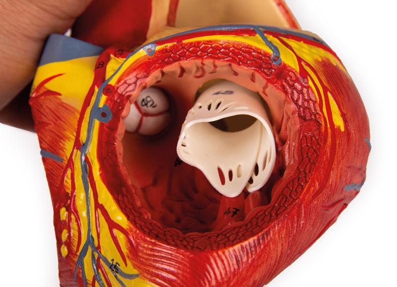 Herzmodell, 2-fache Lebensgröße, 4 Teile, G112 - Notemed Medizintechnik