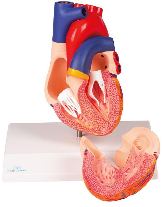 Herzmodell, natürliche Größe, 2 Teile - EZ Augmented Anatomy, G310 - Notemed Medizintechnik