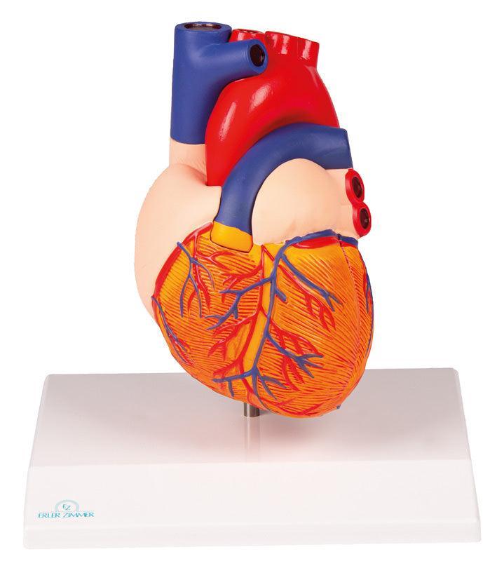 Herzmodell, natürliche Größe, 2 Teile - EZ Augmented Anatomy, G310 - Notemed Medizintechnik