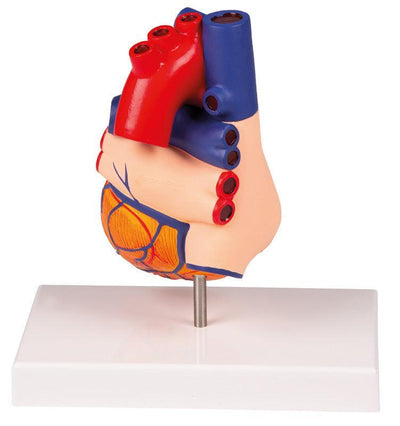 Herzmodell, natürliche Größe, 2 Teile - EZ Augmented Anatomy, G310 - Notemed Medizintechnik