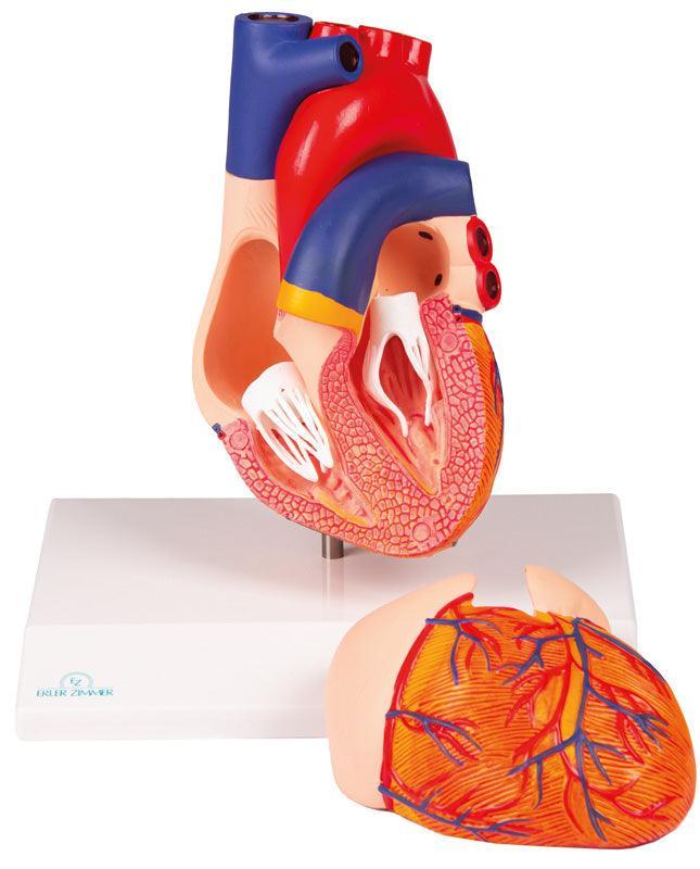 Herzmodell, natürliche Größe, 2 Teile - EZ Augmented Anatomy, G310 - Notemed Medizintechnik