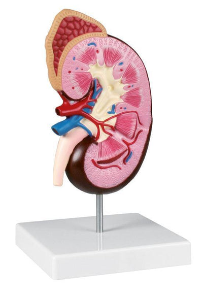 Nierenmodell, 2-fache Größe - EZ Augmented Anatomy, K260 - Notemed Medizintechnik