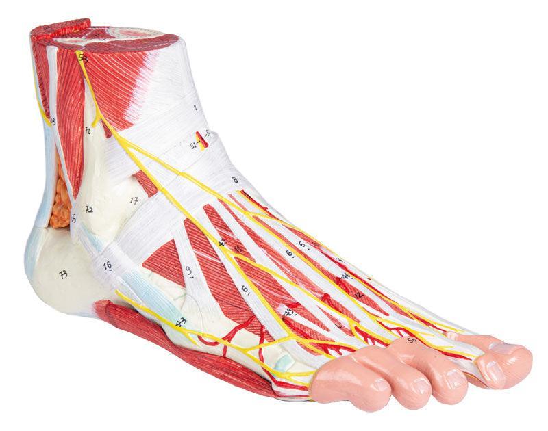 Anatomie des Fußes, 9-teilig, M139 - Notemed Medizintechnik