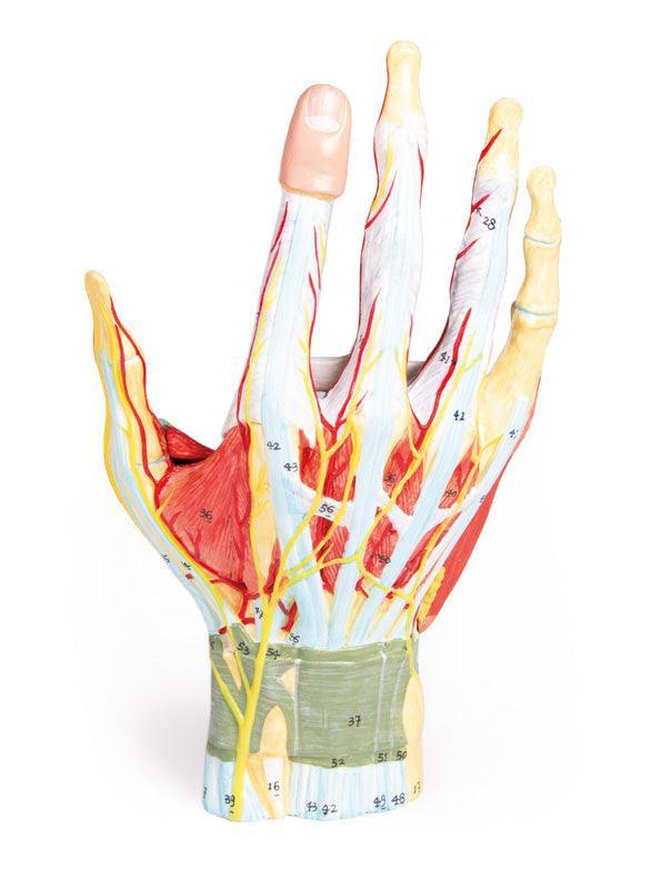 Anatomie der Hand, 7-teilig, M161 - Notemed Medizintechnik