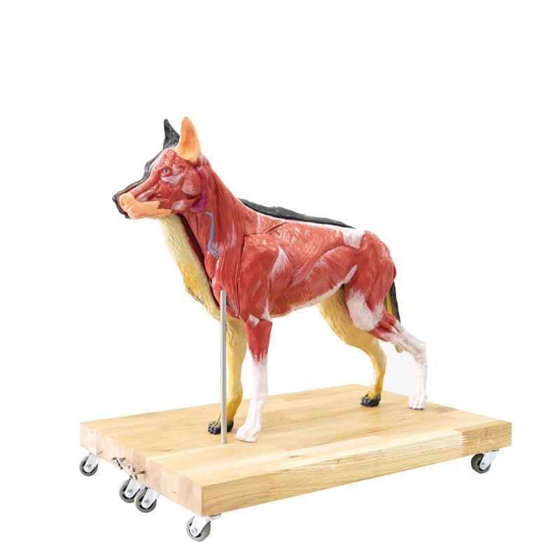 Hunde Modell (Schäferhund), 11-teilig, 2/3 natürliche Größe, VET3340 - Notemed Medizintechnik