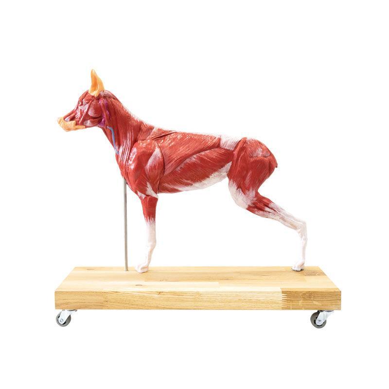 Hunde Modell (Schäferhund), 11-teilig, 2/3 natürliche Größe, VET3340 - Notemed Medizintechnik