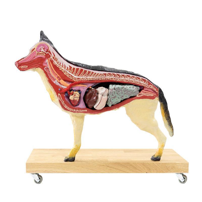 Hunde Modell (Schäferhund), 11-teilig, 2/3 natürliche Größe, VET3340 - Notemed Medizintechnik
