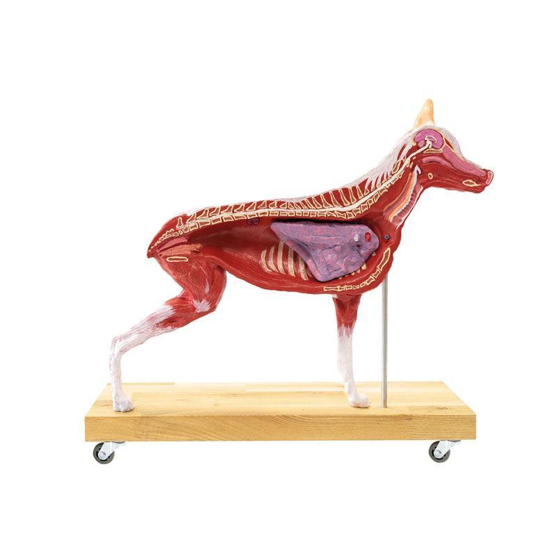 Hunde Modell (Schäferhund), 11-teilig, 2/3 natürliche Größe, VET3340 - Notemed Medizintechnik