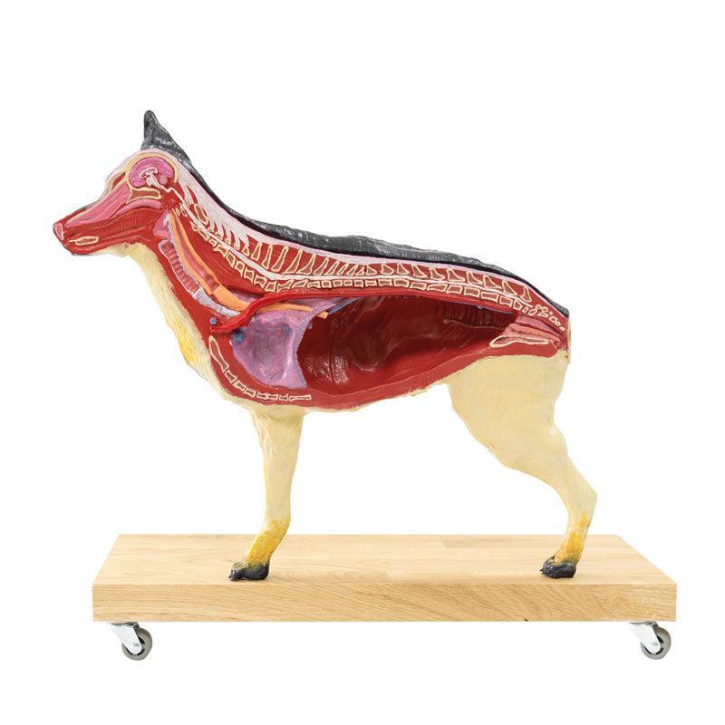 Hunde Modell (Schäferhund), 11-teilig, 2/3 natürliche Größe, VET3340 - Notemed Medizintechnik