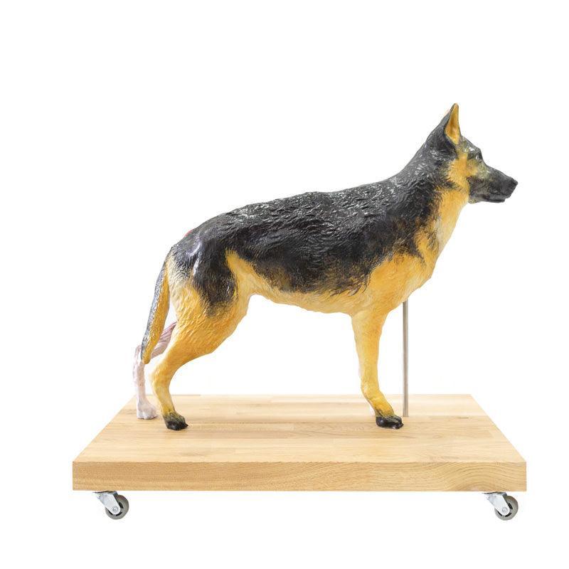 Hunde Modell (Schäferhund), 11-teilig, 2/3 natürliche Größe, VET3340 - Notemed Medizintechnik