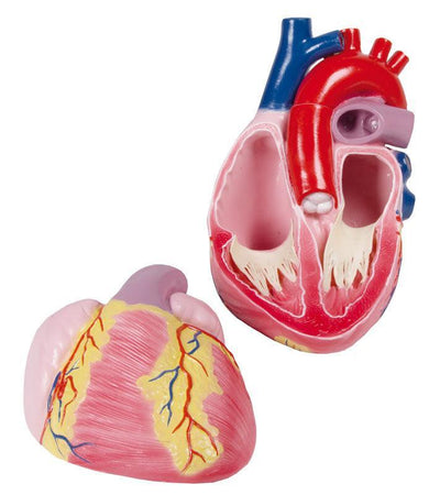 Großes Herzmodell, 3-fache Lebensgröße, 2 Teile - EZ Augmented Anatomy, G254 - Notemed Medizintechnik