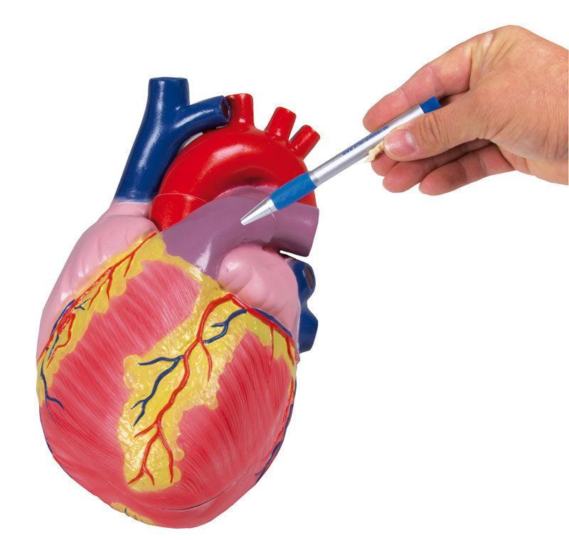 Großes Herzmodell, 3-fache Lebensgröße, 2 Teile - EZ Augmented Anatomy, G254 - Notemed Medizintechnik