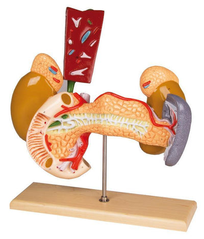 Innere Organe, 2-teilig, W42509 - Notemed Medizintechnik
