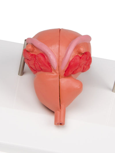 Prostata Modell, 2-teilig, 1261 Erler-Zimmer