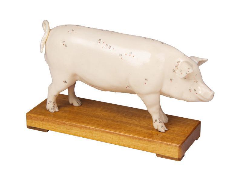 Akupunktur-Schwein, 2054 - Notemed Medizintechnik 