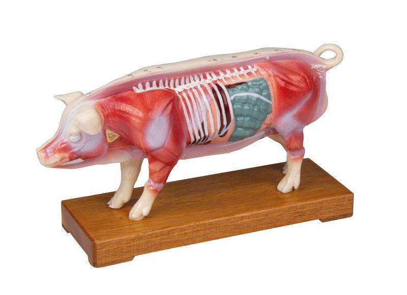 Akupunktur-Schwein, 2054 - Notemed Medizintechnik 
