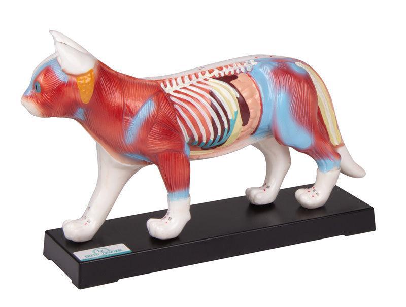 Akupunktur-Katze, 2055 - Notemed Medizintechnik 