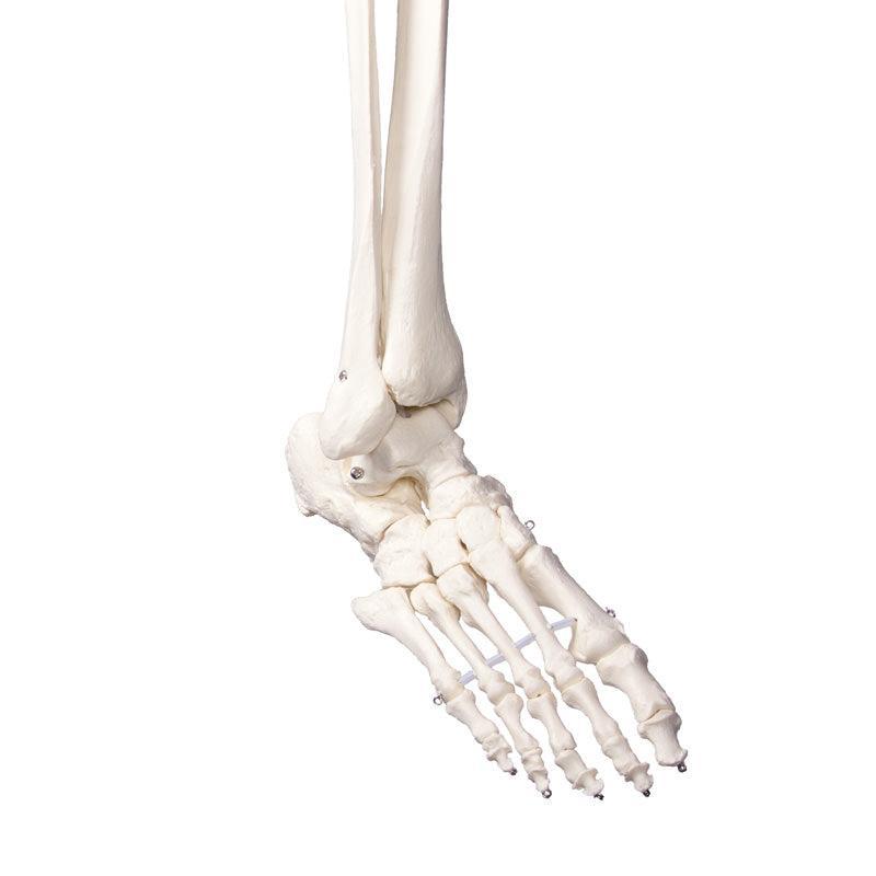 Schulskelett „Oscar“, 2960 - Notemed Medizintechnik 