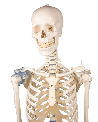 Skelett „Otto“ mit Bandapparat, 3004 Erler-Zimmer