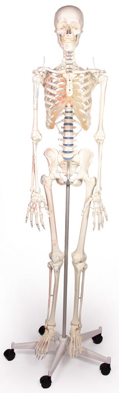 Skelett „Arnold“ mit Muskelmarkierungen, 3008 Erler-Zimmer
