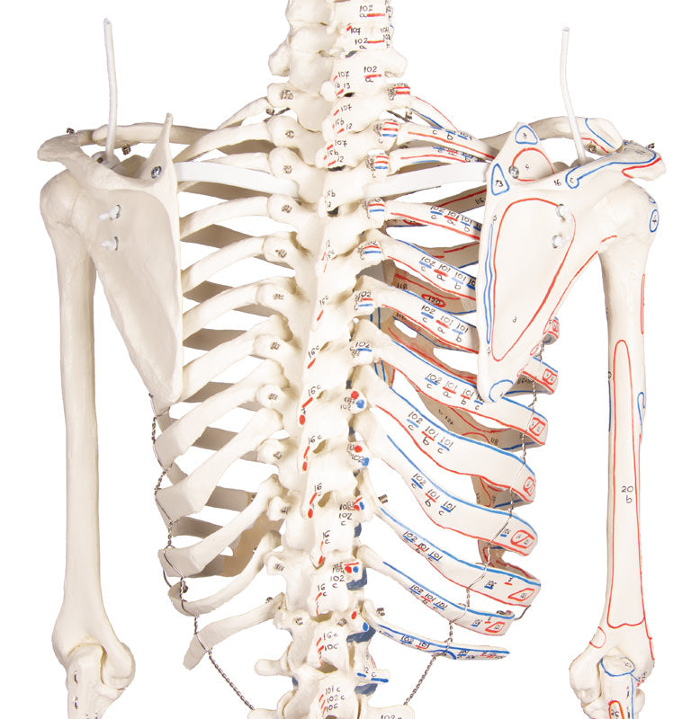 Skelett „Arnold“ mit Muskelmarkierungen, 3008 Erler-Zimmer