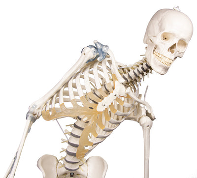 Skelett „Toni“ beweglich, mit Bandapparat, 3013 Erler-Zimmer