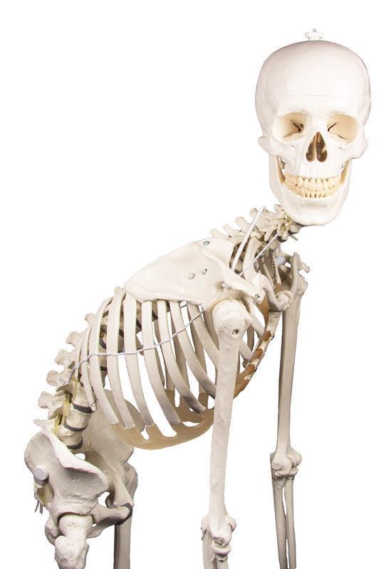 Skelett „Hugo“ mit beweglicher Wirbelsäule, 3014 - Notemed Medizintechnik 