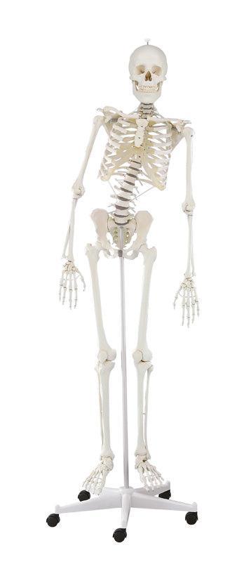 Skelett „Hugo“ mit beweglicher Wirbelsäule, 3014 - Notemed Medizintechnik 