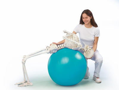 Skelett „Hugo“ mit beweglicher Wirbelsäule, 3014 Erler-Zimmer
