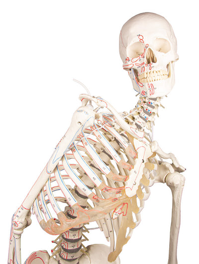 Skelett „Peter“, beweglich, mit Muskelmarkierungen, 3015 Erler-Zimmer