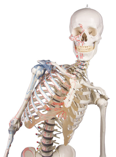 Skelett „Max“ beweglich, mit Muskelmarkierungen und Bandapparat, 3016 Erler-Zimmer